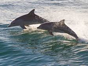 Water sports / Dolphin Tours